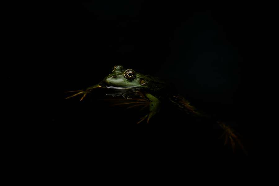 His Majesty the Frog, Dordogne